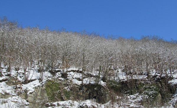 Kinsley Wood is an ancient woodland, possibly part of the old Clun Forest.